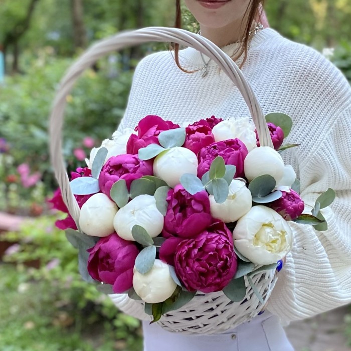 25 малиновых и белых пионов в корзине